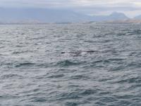 Albums/20060200-New Zealand 2006/20060318-Kaikiura/30